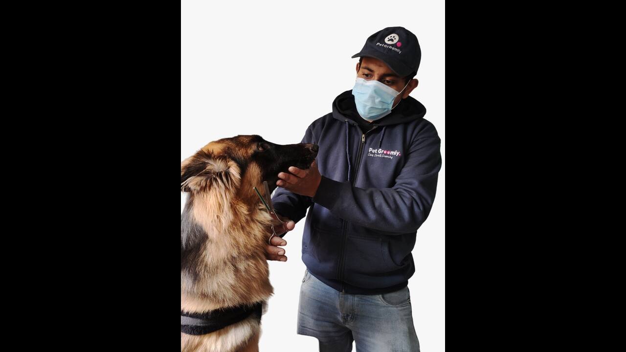 Pet Groomly: Top Choice for Professional At-Home Pet Grooming